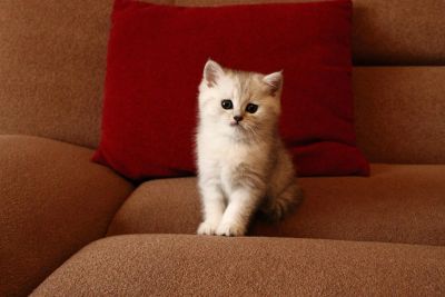 Лот: 3592731. Фото: 1. Британская кисонька - Оливия Silver... Кошки, котята
