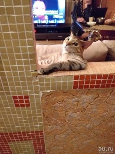 Лот: 13485767. Фото: 1. Котенок. Кошки, котята