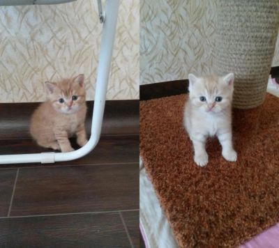 Лот: 7795541. Фото: 1. Британские милашки. Кошки, котята