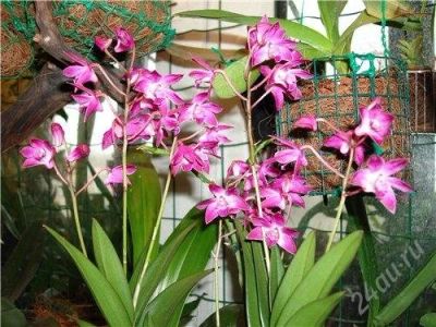 Лот: 2411761. Фото: 1. Орхидея дендробиум Кинга детка... Горшечные растения и комнатные цветы