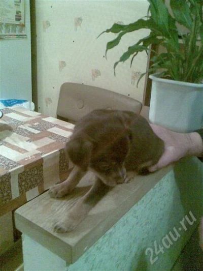 Лот: 709232. Фото: 1. Продам щенка той терьера. Остальные животные
