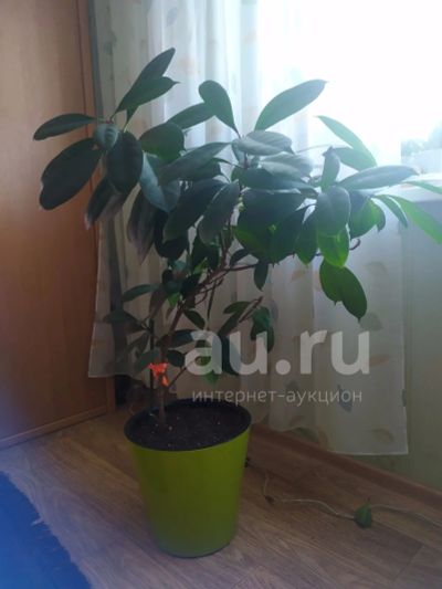 Лот: 18940541. Фото: 1. Фикус каучуковый. Горшечные растения и комнатные цветы
