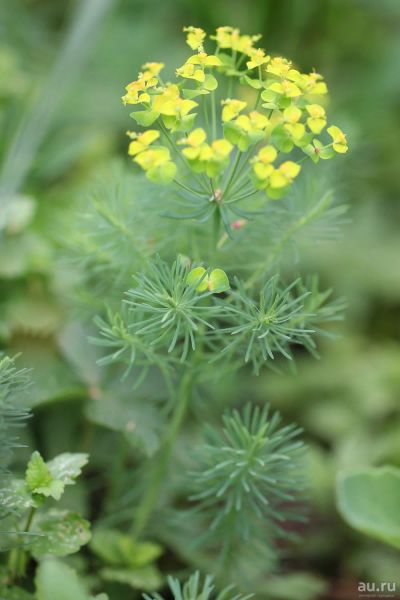 Лот: 14011347. Фото: 1. Молочай кипарисовый /Euphorbia... Садовые цветы