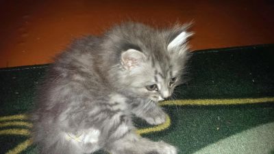 Лот: 6345788. Фото: 1. Отдам кошечку от мамы британки. Кошки, котята