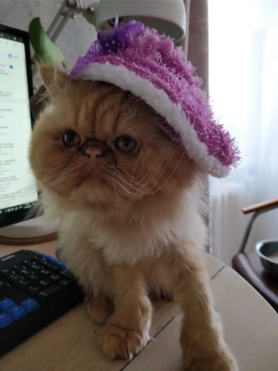 Лот: 16152923. Фото: 1. Кот 1 шт. рыжий, опытный , любовь... Кошки, котята