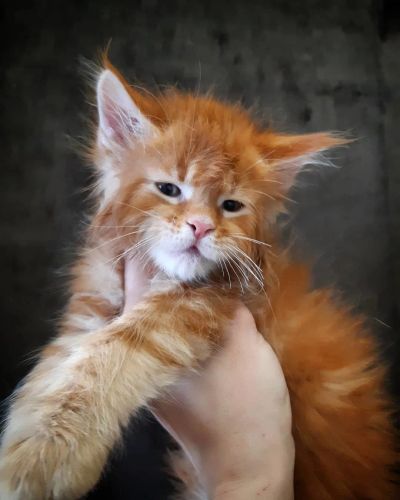 Лот: 15755755. Фото: 1. Открыт резер мейн кун. Кошки, котята