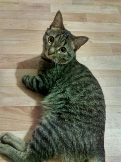 Лот: 10465614. Фото: 1. Отдам самого замечательного кота. Кошки, котята