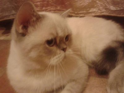 Лот: 4634508. Фото: 1. Шотландская вислоухая ОТДАМ. Кошки, котята