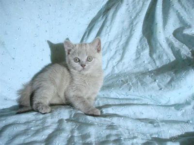 Лот: 366762. Фото: 1. Шотландская прямоухая лиловая... Кошки, котята
