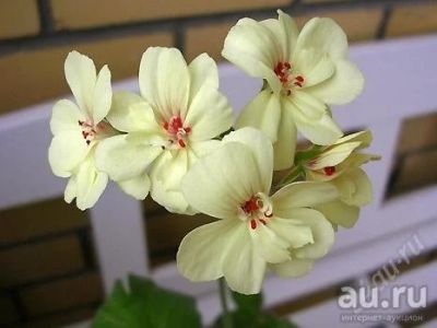Лот: 9673841. Фото: 1. пеларгония first yellow (жёлтоцветковая... Горшечные растения и комнатные цветы