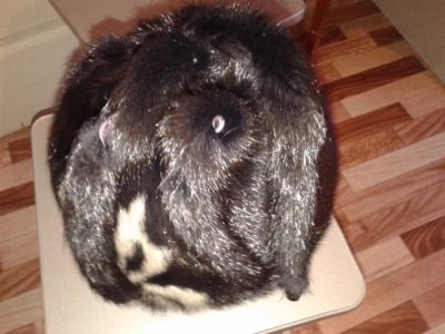 Лот: 6494242. Фото: 1. Продам норковую шапку. Головные уборы