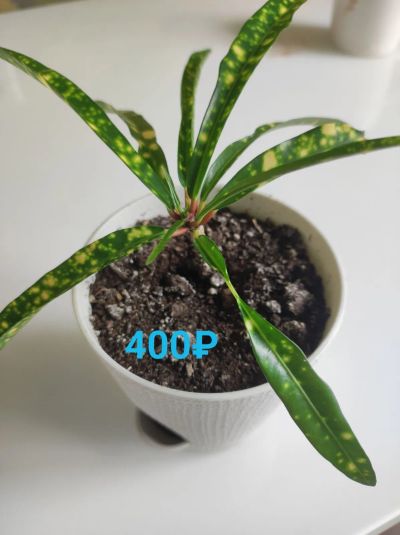 Лот: 20798264. Фото: 1. Кротон. Горшечные растения и комнатные цветы