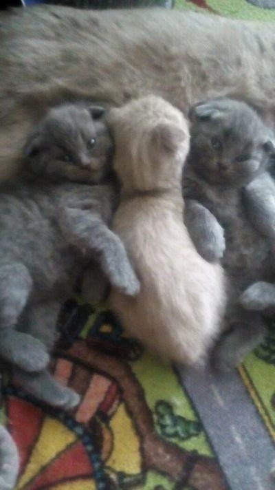 Лот: 11025511. Фото: 1. Вислоухий (скоттиш фолд) шотландский... Кошки, котята