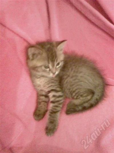 Лот: 683185. Фото: 1. Домашние котята. Остальные животные