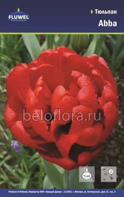 Лот: 6187830. Фото: 1. Тюльпан Abba. Одна луковица. Другое (семена, рассада, садовые растения)