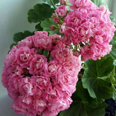 Лот: 17988105. Фото: 1. Спа пинк розебуд пеларгония. Горшечные растения и комнатные цветы