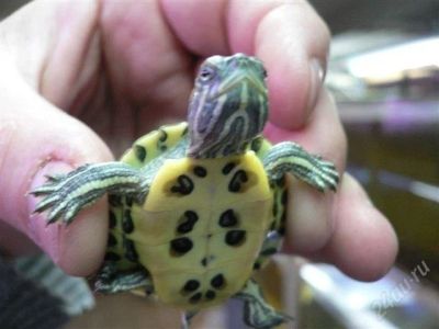 Лот: 2000191. Фото: 1. Красноухая черепаха 3 шт. Остальные животные