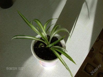 Лот: 1253833. Фото: 1. Хлорофитум-2. Горшечные растения и комнатные цветы