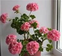 Лот: 5201592. Фото: 1. Пеларгония Jackpot Wild Rose. Горшечные растения и комнатные цветы
