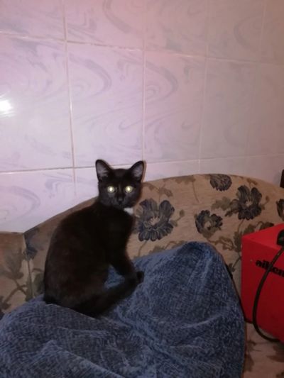 Лот: 16409903. Фото: 1. Котенок. Кошки, котята