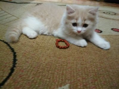 Лот: 6746195. Фото: 1. Продажа шотладских прекрасных... Кошки, котята
