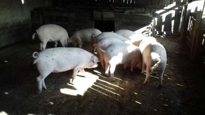 Лот: 2309607. Фото: 1. Мясо свинины, деревенское. Мелкий... Мясо, птица, яйцо