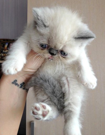 Лот: 7352519. Фото: 1. Продам котенка персидская экзот... Кошки, котята