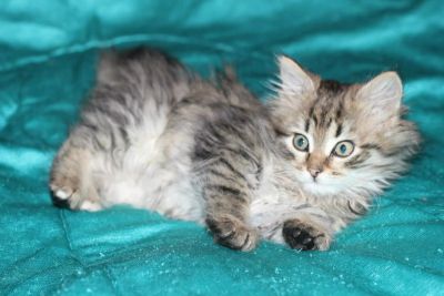 Лот: 3482852. Фото: 1. Сибирячок). Кошки, котята