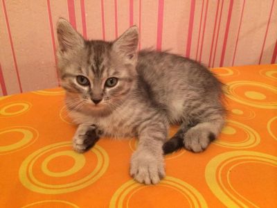 Лот: 6503118. Фото: 1. Котенок - крепкий сибирячок. Кошки, котята