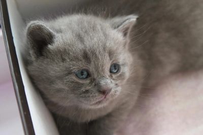 Лот: 5491478. Фото: 1. Британские котята. Кошки, котята