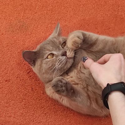 Лот: 20545721. Фото: 1. Кошка (возможно) британская. Кошки, котята