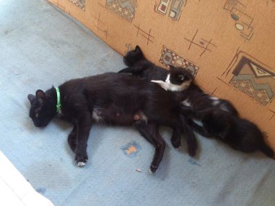 Лот: 9864187. Фото: 1. два замечательных котенка. Кошки, котята