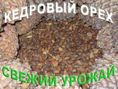 Лот: 8059121. Фото: 1. Кедровый орех из Сибири с любовью... Ягоды, орехи