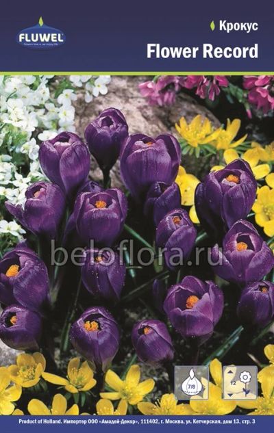 Лот: 6195752. Фото: 1. Крокус Flower Record. Луковица. Другое (семена, рассада, садовые растения)
