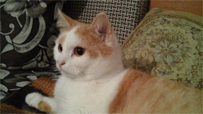 Лот: 7167825. Фото: 1. Кот. Кошки, котята