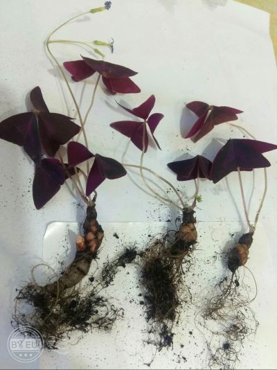 Лот: 18908186. Фото: 1. Оксалис фиолетовый, ризома(корень... Горшечные растения и комнатные цветы