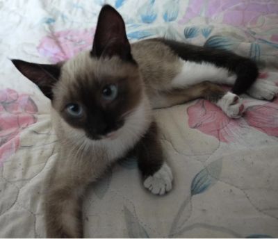 Лот: 4312458. Фото: 1. отдам в хорошие руки сиамского... Кошки, котята