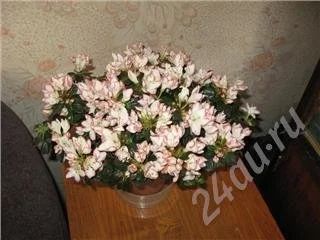 Лот: 356514. Фото: 1. Азалия цветущая. Горшечные растения и комнатные цветы