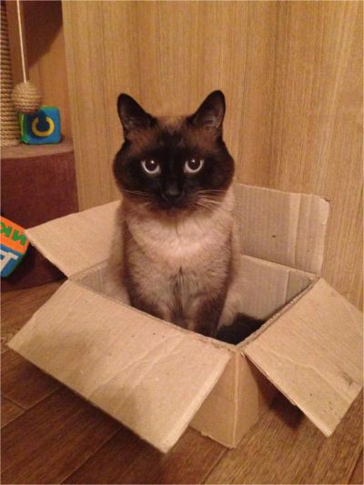 Лот: 10408876. Фото: 1. Сиамский кот (доставка, миска... Кошки, котята