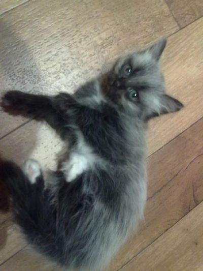 Лот: 3224916. Фото: 1. Котята в добрые руки. Кошки, котята