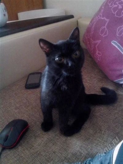 Лот: 2848661. Фото: 1. Черненький, маленький, умный ждёт... Кошки, котята