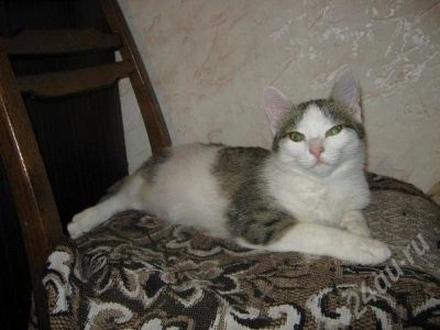 Лот: 734335. Фото: 1. Озорная кошечка Афина ищет новую... Остальные животные