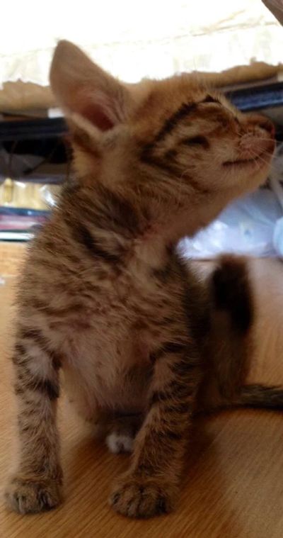 Лот: 3936275. Фото: 1. Котенок мальчик 1 месяц. Кошки, котята