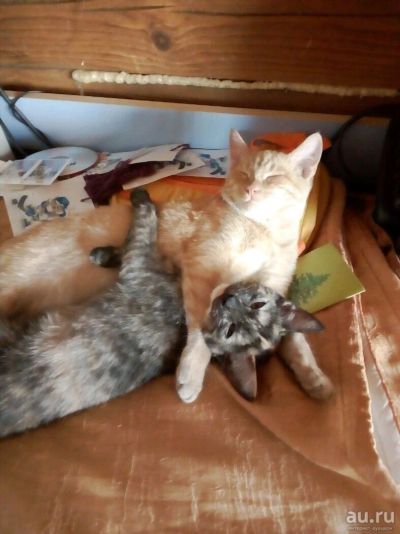 Лот: 10737295. Фото: 1. Отдам котят в хорошие руки. Кошки, котята