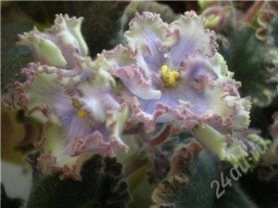 Лот: 2146864. Фото: 1. деткат фиалки San Mateo Blues. Горшечные растения и комнатные цветы