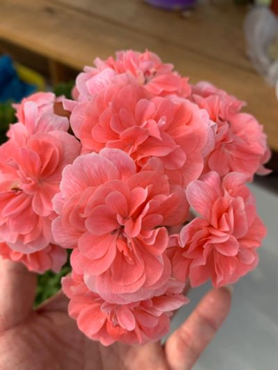 Лот: 18344404. Фото: 1. Пеларгония Cara Rosa. Горшечные растения и комнатные цветы