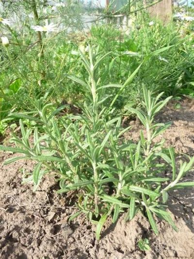 Лот: 1122443. Фото: 1. Розмарин. Горшечные растения и комнатные цветы