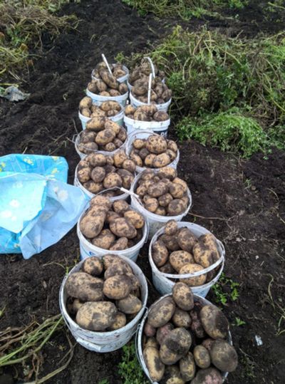 Лот: 11017242. Фото: 1. Картофель, картошка росла в Маганске... Картофель