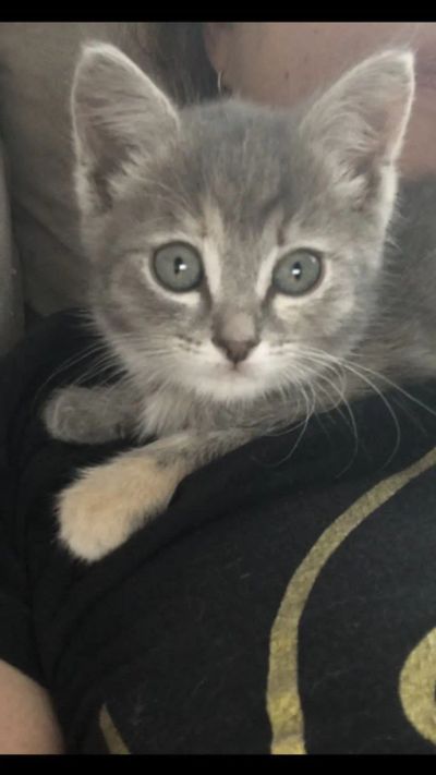Лот: 20854912. Фото: 1. котенок Бусинка. Кошки, котята