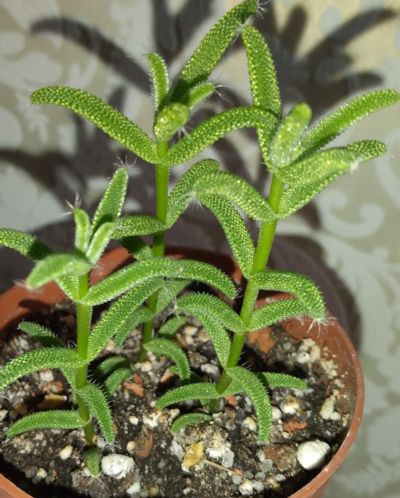 Лот: 13322769. Фото: 1. триходиадема Trichodiadema decorum. Горшечные растения и комнатные цветы